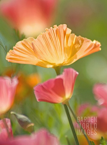 ESCHSCHOLZIA_CALIFORNICA_POPPY__CALIFORNIAN_POPPY