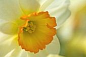 NARCISSUS, DAFFODIL