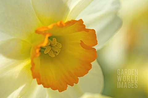 NARCISSUS_DAFFODIL