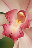 CYMBIDIUM, ORCHID