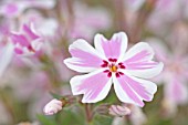 PHLOX SUBULATA TAMAONGALEI, PHLOX