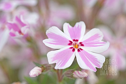 PHLOX_SUBULATA_TAMAONGALEI_PHLOX