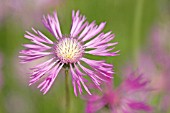 CENTAUREA, KNAPWEED