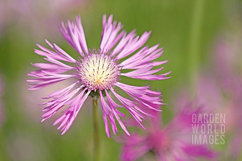 CENTAUREA_KNAPWEED