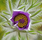 PULSATILLA VULGARIS, PASQUE FLOWER