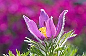 PULSATILLA ZIMMERMANNII, PASQUE FLOWER