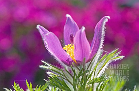 PULSATILLA_ZIMMERMANNII_PASQUE_FLOWER