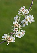 PYRUS SALICIFOLIA ‘PENDULA’, PEAR