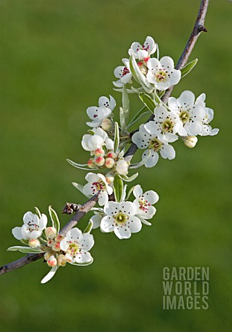 PYRUS_SALICIFOLIA_PENDULA_PEAR