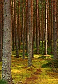 MOSS LADEN FOREST, VIEW THROUGH TRUNKS