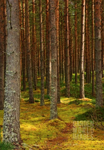 MOSS_LADEN_FOREST_VIEW_THROUGH_TRUNKS