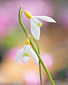 GALANTHUS ‘SPINDLESTONE SUPRISE’, SNOWDROP