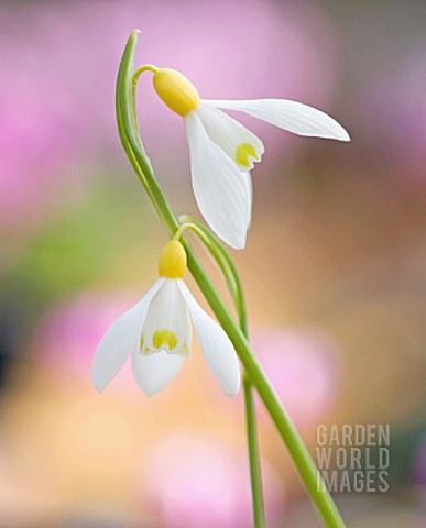 GALANTHUS_SPINDLESTONE_SUPRISE_SNOWDROP