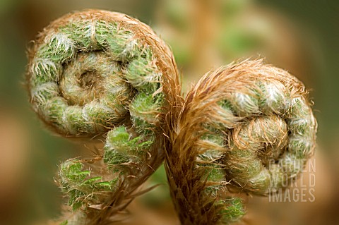 PAIR_OF_FURLED_FERN_FRONDS_CLOSE_UP