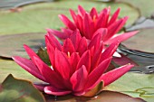 NYMPHAEA ‘ESCARBOUCLE’, WATER LILY