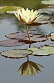 NYMPHAEA ODORATA SULPHUREA GRANDIFLORA, WATER LILY