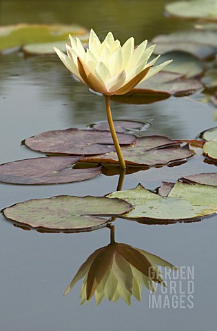 NYMPHAEA_ODORATA_SULPHUREA_GRANDIFLORA_WATER_LILY