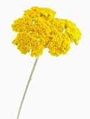 ACHILLEA FILIPENDULINA GOLD PLATE