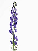 ACONITUM NAPELLUS