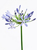 AGAPANTHUS BLUE HORIZON