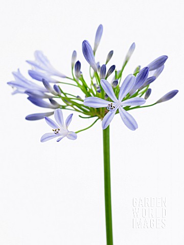 AGAPANTHUS_BLUE_HORIZON