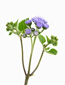 AGERATUM HOUSTONIANUM