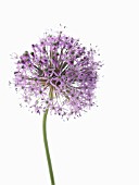 ALLIUM GLADIATOR