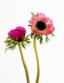 ANEMONE CORONARIA