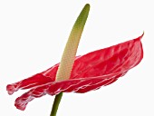 ANTHURIUM ANDRAEANUM