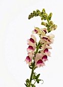 ANTIRRHINUM MAJUS