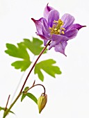 AQUILEGIA VULGARIS