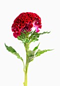 CELOSIA ARGENTEA