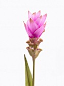 CURCUMA ALISMATIFOLIA PINK