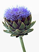 CYNARA SCOLYMUS