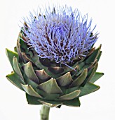 CYNARA SCOLYMUS