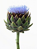 CYNARA SCOLYMUS