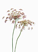 DAUCUS CAROTA