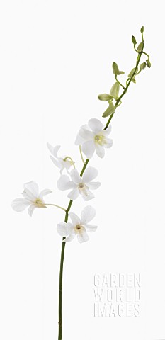 DENDROBIUM_LIVING_DREAMS_WHITE