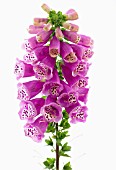 DIGITALIS PURPUREA