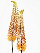 EREMURUS STENOPHYLLUS