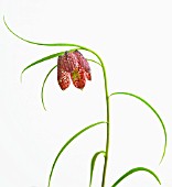 FRITILLARIA MELEAGRIS