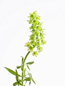 FRITILLARIA PERSICA IVORY BELLS