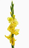 GLADIOLUS LEMON DROP