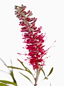 GREVILLEA MISTY RED