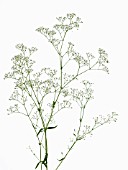 GYPSOPHILA PANICULATA MILLION STARS