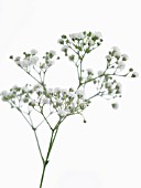 GYPSOPHILA PANICULATA MILLION STARS