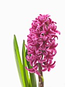 HYACINTHUS ORIENTALIS WOODSTOCK