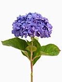 HYDRANGEA MACROPHYLLA DIAMOND BLUE