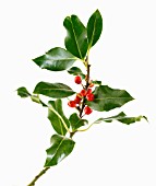 ILEX AQUIFOLIUM