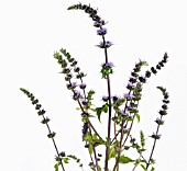 MENTHA SPICATA PURPLE SENSATION